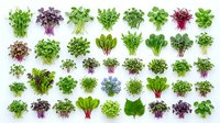 Variety of fresh microgreens and sprouts arranged in rows on white background, showcasing diverse colors and textures for healthy food concepts.