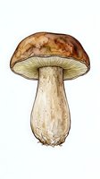 Hand-drawn watercolor mushroom with brown cap and cream stem isolated on white background, suitable for botanical illustrations, educational materials, and design projects.