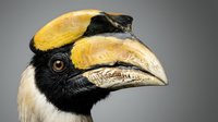 Hornbill bird head profile showing distinctive yellow and black casque and large curved beak against neutral background for wildlife photography projects.