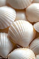 White seashells arranged in soft natural lighting showcase delicate ridged textures and subtle peach tones, creating serene coastal atmosphere for spa and wellness designs.