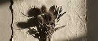 Dried thistle and wildflower bouquet casting dramatic shadows on textured wall surface in warm natural light for home decor and botanical design projects.