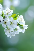 Delicate white cherry blossoms with yellow stamens blooming on branch against soft green bokeh background, fresh spring flowers with new leaves.