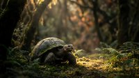 Slow-moving tortoise walking through mossy forest floor with dappled sunlight filtering through trees, suitable for wildlife and nature editorial projects.