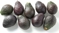 Fresh ripe dark avocados arranged in rows on white background, showing natural textured skin and varying shades of deep green to purple coloring.