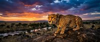 Spotted leopard standing on rocky outcrop overlooking savanna landscape with waterhole and acacia trees at dramatic sunset with orange and blue sky.
