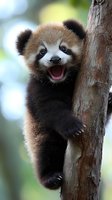 Joyful red panda cub climbing tree trunk with excited expression, showing teeth in wide smile against soft bokeh background. Wildlife photography for conservation awareness.