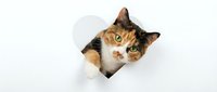 Curious calico cat peeking through a torn hole in white paper, looking up with bright green eyes and raised paw.