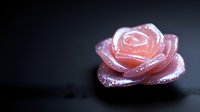 Pink glowing rose with sparkles and magical shimmer on dark background, soft focus macro photography creates dreamy romantic atmosphere.