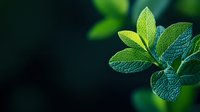 Fresh green leaves with detailed texture and water drops on dark background, shallow depth of field creates dreamy natural macro photography effect.