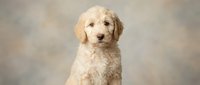 Adorable golden retriever puppy with fluffy coat sitting against soft blurred background, perfect for pet care advertising and family content.