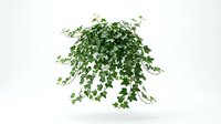 Lush trailing ivy plant with cascading green foliage isolated on white background, ready for design projects, web graphics, and digital compositions.