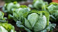Fresh green cabbage growing in vegetable garden, close up view of organic produce with detailed leaf texture and natural soil background.