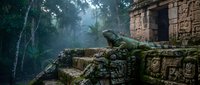 Large green iguana resting on ancient stone ruins with intricate carvings in misty jungle setting. Tropical wildlife meets archaeological heritage.