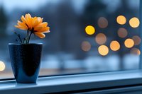 Orange flower in dark pot on windowsill with blurred bokeh lights in background, suitable for home decor, wellness, and inspirational design projects.