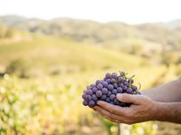 Farmer holding fresh purple grapes in hand over vineyard landscape during harvest season. Agricultural produce ready for winemaking or fresh consumption.