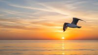 Seagull flying over calm ocean waters during golden sunset with dramatic sky and sun reflection on water surface creating peaceful seascape scene.