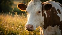 Close-up portrait of a brown and white cow in a sunny golden meadow, warm light highlighting its gentle expression and farm life.