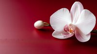 White orchid flower with unopened bud against deep red background, creating elegant contrast for spa, wellness, or luxury design concepts.