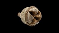 Dried poppy seed pod isolated on transparent background, ready for t-shirt design, clipart, stickers, print on demand, and sublimation projects.