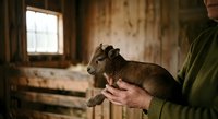 Person holding young goat in rustic barn setting with natural light from window, suitable for agriculture, farming, animal care, and rural lifestyle content.