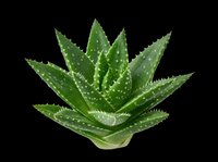 Aloe vera plant with pointed green leaves and white spots, isolated on transparent background. Ready for t-shirt designs, clipart, stickers, print-on-demand products, and sublimation projects.
