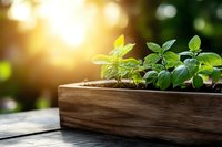 Fresh green seedlings growing in wooden box at sunrise, natural bokeh background with sunlight. Garden and home growing concept for sustainable living.
