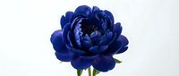 Deep blue peony flower bloom with layered petals on white background. Elegant floral design element for wedding invitations, greeting cards and botanical artwork.