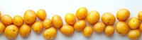 Fresh yellow baby potatoes arranged in a row on white background, raw organic vegetables for cooking healthy meals.