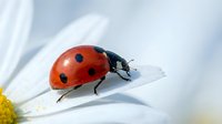 Red ladybug with black spots crawling on white daisy petal against soft blue sky background. Natural macro photography of beneficial garden insect.