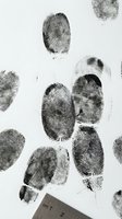 Fingerprints isolated on white background showing various ridge patterns and whorls for forensic analysis, criminal investigation, biometric identification, and security applications.