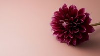 Deep burgundy dahlia flower on soft pink background with copy space for elegant floral design projects and romantic greeting cards.