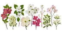 Assorted flowering plant stems with blooms in pink, white, and cream tones featuring hydrangeas, clematis, and dogwood varieties isolated on white background for design projects.