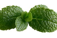 Fresh green mint leaves with textured surface and prominent veins isolated on white background, ready for culinary, beverage, and design projects.