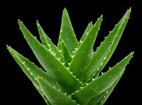 Aloe vera plant with pointed green leaves and natural texture, isolated on transparent background. Ready for t-shirt designs, clipart, stickers, print-on-demand products, and sublimation projects.