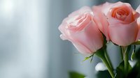 Delicate pink roses with soft petals against blurred background, romantic floral composition with gentle morning light creating dreamy atmosphere.