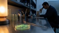 Petri dish with glowing green bacterial culture on lab bench, male scientist examining samples through microscope in dark research laboratory.