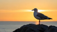Seagull perched on rocky coastline during golden hour sunset with warm orange sky and calm ocean horizon creating peaceful seaside atmosphere.