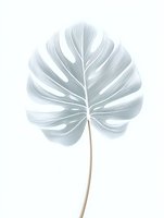 Soft green monstera leaf with delicate details on white background, minimalist botanical art style. Isolated design element for wall decor and prints.