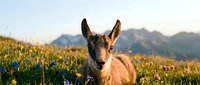 Young goat kid resting in alpine meadow with wildflowers during golden hour sunset, mountain landscape background for nature and farming content.