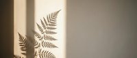 Fern leaf shadows cast on beige wall creating natural botanical silhouettes in warm sunlight for interior design and home decor projects.