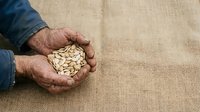 Close-up of weathered male hands holding raw peanuts over burlap fabric. Suitable for agriculture, farming, harvest, food production, and organic produce marketing materials.