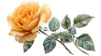 Delicate peach rose bloom with sage green leaves on branch, watercolor botanical illustration style on white background, isolated floral element.