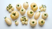 Fresh white and cream colored heirloom tomatoes arranged on clean background, organic vegetables for healthy cooking and farm to table cuisine.