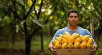 Young male farmer of Latin American descent holding wooden crate filled with fresh yellow mangoes in orchard setting, showcasing harvest and agricultural produce for farming, agriculture, and food industry use.