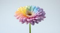 Single rainbow-colored gerbera daisy flower with gradient petals from yellow to purple on light background, fresh spring botanical photography.