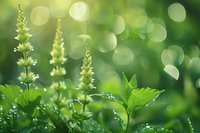 Fresh green foliage and delicate white wildflowers with morning dew drops against blurred bokeh background, perfect for natural wellness, spring season or environmental concepts.