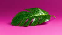 Fresh monstera leaf with water drops on vibrant pink background, natural botanical composition for cosmetic and wellness design concepts.