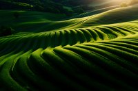 Rolling green terraced rice fields at sunset create dramatic curves and shadows across mountainous landscape, glowing with golden sunlight in agricultural valley.