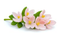 Delicate pink spring flowers with yellow stamens and green leaves arranged in gentle composition on white background, isolated botanical element for design.