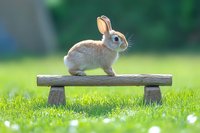 Adorable dwarf rabbit sitting on rustic wooden bench in spring garden setting with soft bokeh background and fresh green grass, natural morning sunlight.